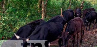 Inseminación Artificial de Bovino en Jinotega