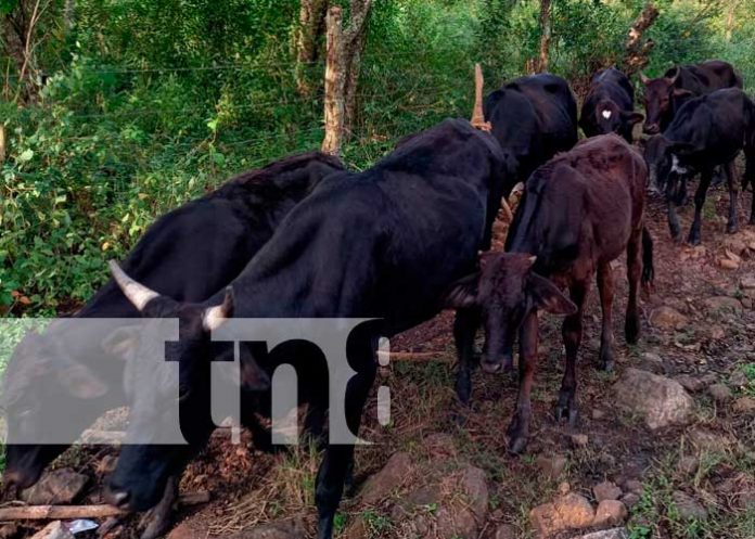 Inseminación Artificial de Bovino en Jinotega