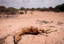 ¡Impactantes imágenes! Jirafas mueren de sed por grave sequía en Kenia