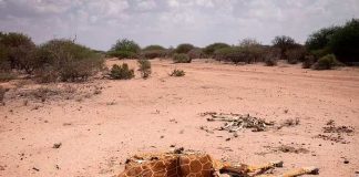 ¡Impactantes imágenes! Jirafas mueren de sed por grave sequía en Kenia
