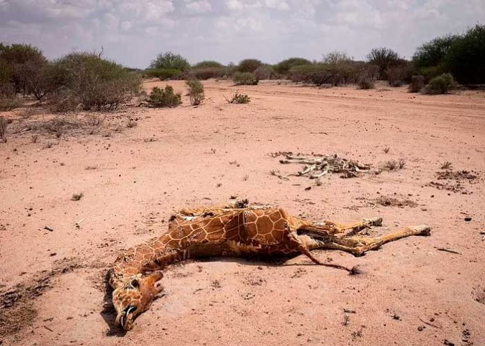 ¡Impactantes imágenes! Jirafas mueren de sed por grave sequía en Kenia