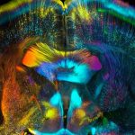 Aumento de consumo de LSD y hongos alucinógenos