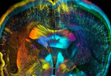 ¿Qué tiene que ver el mayor consumo de LSD con la pandemia y la salud mental? Aumento de consumo de LSD y hongos alucinógenos