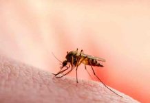Pandemia de covid-19 es responsable de aumento de muertos por malaria Pandemia de covid-19 es responsable de aumento de muertos por malaria