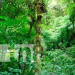 Reserva silvestre privada es certificada por el MARENA en Río San Juan Reserva privada silvestre en San Carlos, Río San Juan