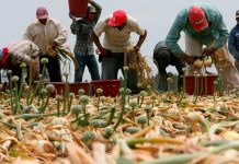 Liberan a 100 migrantes en EE.UU. de una red de «esclavitud moderna» Liberan a 100 migrantes en EE.UU. de una red de "esclavitud moderna"