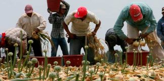 Liberan a 100 migrantes en EE.UU. de una red de "esclavitud moderna"
