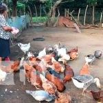 Crianza de gallinas y chompipes en Nandaime deja buenos resultados Crianza de gallinas y chompipes en Nandaime deja buenos resultados
