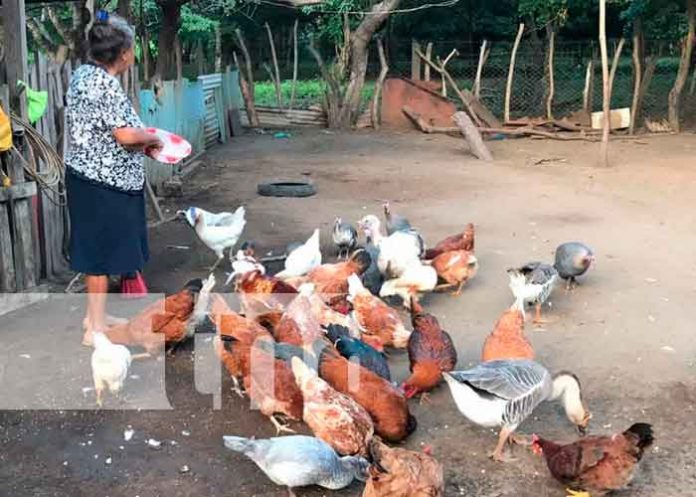 Crianza de gallinas y chompipes en Nandaime deja buenos resultados