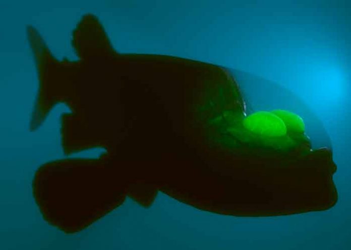 Captan imágenes de un extraño pez con cabeza transparente y ojos verdes
