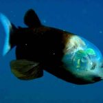 Pez duende: La extraña especie descubierta en las profundidades Pez duende: La extraña especie descubierta en las profundidades