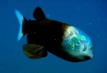 Pez duende: La extraña especie descubierta en las profundidades Pez duende: La extraña especie descubierta en las profundidades