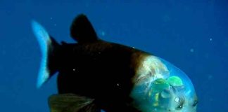 Pez duende: La extraña especie descubierta en las profundidades