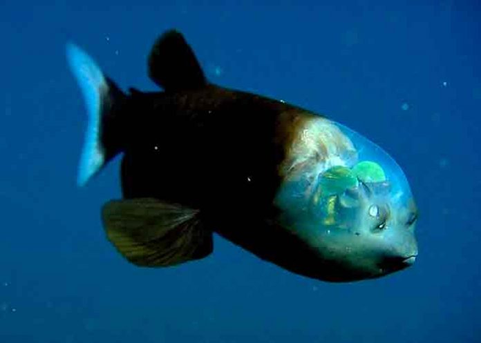 pez-duende- Pez duende: La extraña especie descubierta en las profundidades