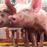 Feria porcina exitosa en el Parque de Ferias de Siuna Feria porcina en Siuna