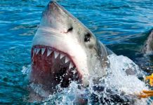 Surfista se salva de ser devorado por un tiburón en Puerto Rico