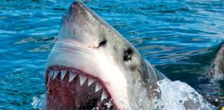 Surfista se salva de ser devorado por un tiburón en Puerto Rico