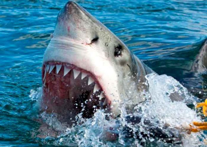 Surfista se salva de ser devorado por un tiburón en Puerto Rico