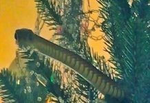 Familia encuentra a serpiente venenosa entre los adornos de su arbolito