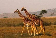 Safaris de Sudáfrica quedan "noqueados" tras aparición de Ómicron