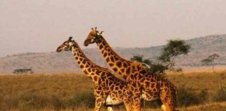 Safaris de Sudáfrica quedan "noqueados" tras aparición de Ómicron