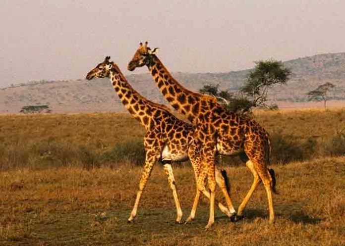 Safaris de Sudáfrica quedan 