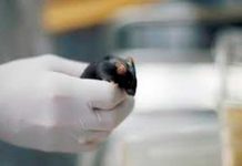 En Taiwán analizan posible contagio de Covid-19 por mordedura de ratón