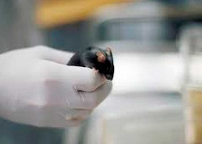 En Taiwán analizan posible contagio de Covid-19 por mordedura de ratón