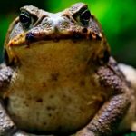 Plaga de enormes sapos venenosos invaden Taiwán Plaga de enormes sapos venenosos invade Taiwán