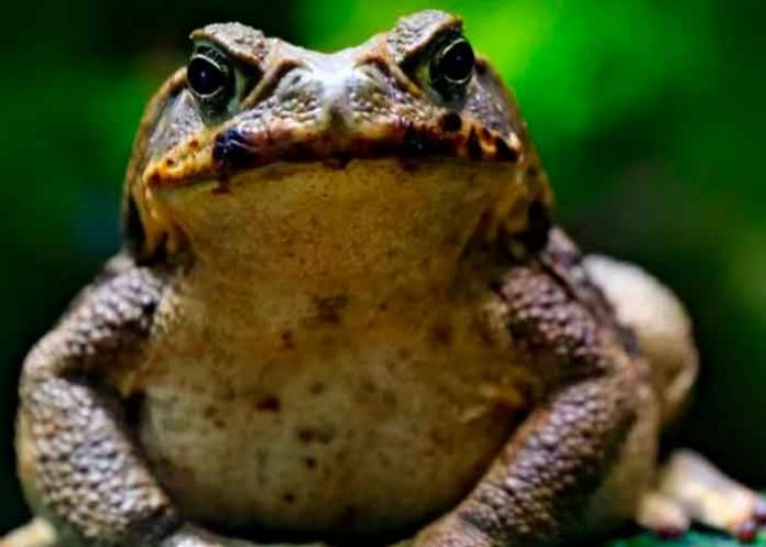 Plaga de enormes sapos venenosos invade Taiwán