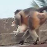 ¡Ojo por ojo! Monos matan a 250 perros por la muerte de una de sus crías