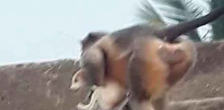 ¡Ojo por ojo! Monos matan a 250 perros por la muerte de una de sus crías