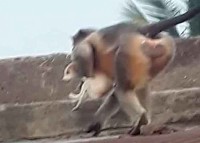 ¡Ojo por ojo! Monos matan a 250 perros por la muerte de una de sus crías