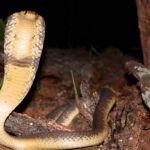 Casi pierde la "cola" por una mordida de serpiente en Sudáfrica