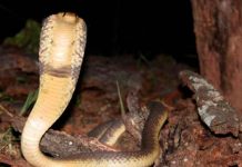 Casi pierde la "cola" por una mordida de serpiente en Sudáfrica