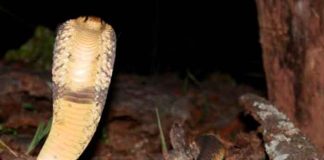 Casi pierde la "cola" por una mordida de serpiente en Sudáfrica