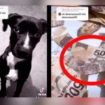 ¡Mis ahorros, mi dinero!», Perrito destroza el aguinaldo de su dueña ¡Mis ahorros, mi dinero!", Perrito destroza el aguinaldo de su dueña