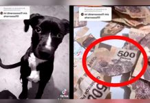 ¡Mis ahorros, mi dinero!», Perrito destroza el aguinaldo de su dueña ¡Mis ahorros, mi dinero!", Perrito destroza el aguinaldo de su dueña