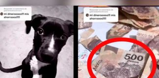 ¡Mis ahorros, mi dinero!", Perrito destroza el aguinaldo de su dueña