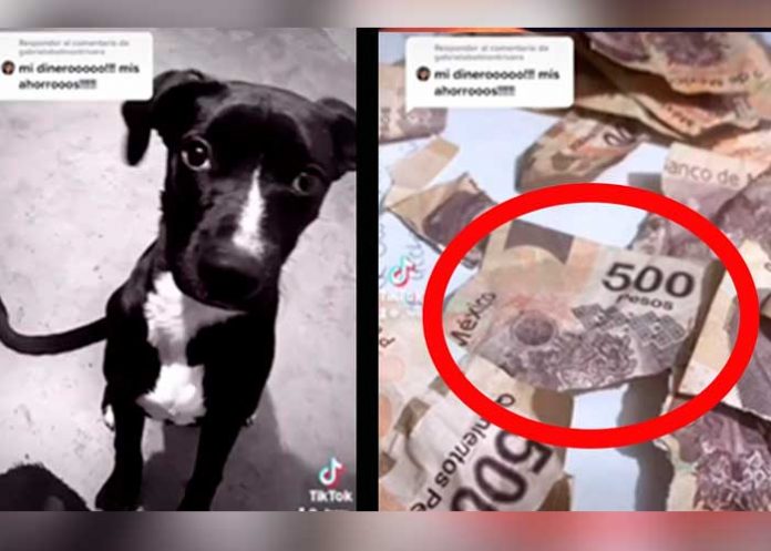 ¡Mis ahorros, mi dinero!