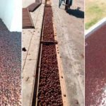 Millones de escarabajos invaden un pueblo en Argentina