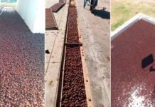 Millones de escarabajos invaden un pueblo en Argentina Millones de escarabajos invaden un pueblo en Argentina