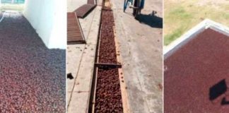 Millones de escarabajos invaden un pueblo en Argentina