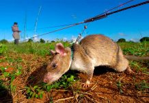 ¡Misión cumplida!: muere Magawa una rata que salvó vidas en Camboya ¡Misión cumplida!, muere Magawa una rata que salvó vidas en Camboya
