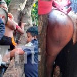 Bomberos rescatan a niño que quedó prensado entre dos árboles en Managua Managua: Bomberos rescatan a niño que quedó prensado entre dos árboles