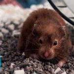 Miles de hámsters en Hong Kong serán sacrificados por casos de COVID-19 Miles de hámsters en Hong Kong son sacrificados por casos de COVID-19