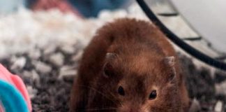 Miles de hámsters en Hong Kong son sacrificados por casos de COVID-19