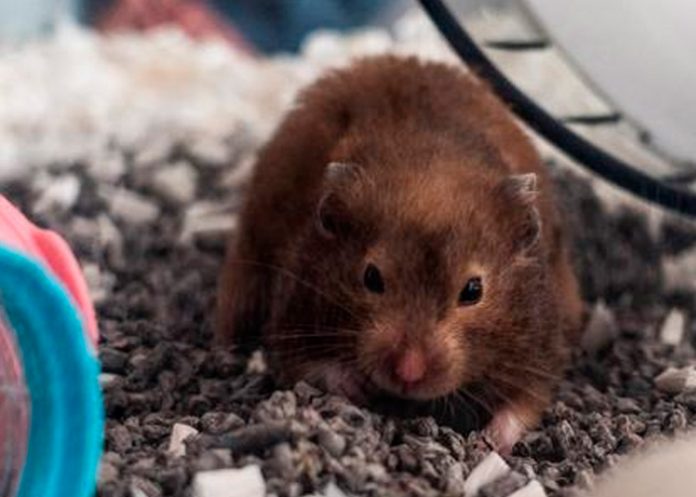 1 Miles de hámsters en Hong Kong son sacrificados por casos de COVID-19