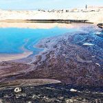 En Perú fueron afectadas por derrame de de petróleo faunas marinas En Perú fueron afectadas por derrame de de petróleo faunas marinas