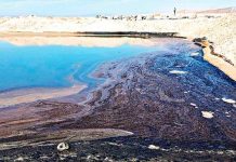 En Perú fueron afectadas por derrame de de petróleo faunas marinas